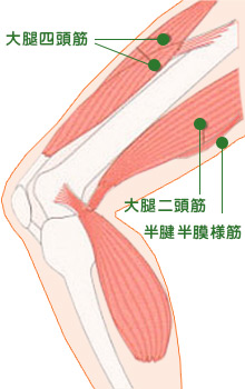 大腿部の筋肉